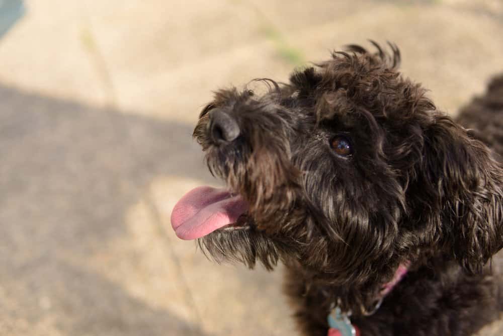 appy Doxiepoo with a freshly trimmed curly coat enjoying the sunshine outdoors