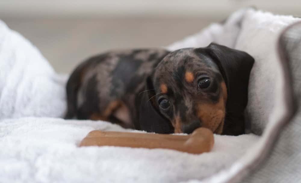 dapple Dachshund puppy lying on white blanket chewing a small toy bone
