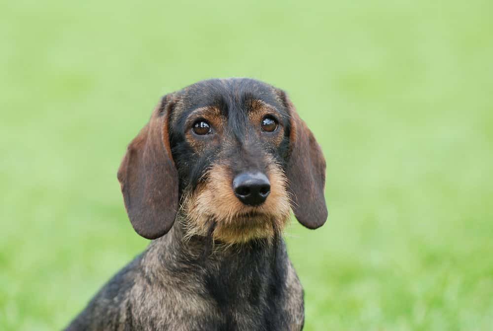 About Wirehaired Dachshund with dark wiry coat on grass β Dachshund Lovers