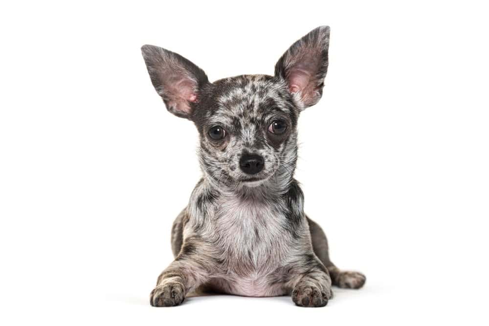 Blue Merle Chiweenie puppy lying down on white background with unique merle markings