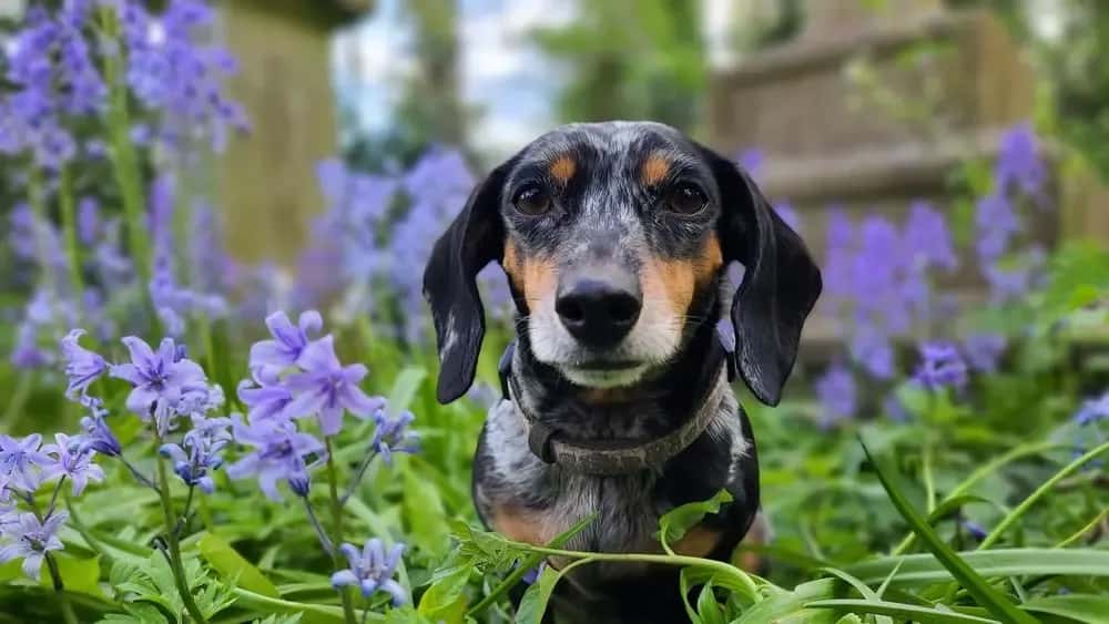 Beautiful blue merle dachshund sitting among vibrant purple flowers in a garden β Dachshund Lovers