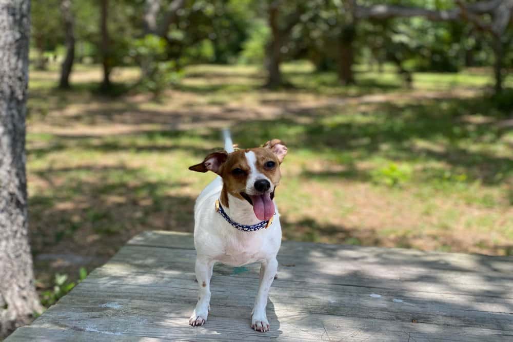 Chiweenie Size – small, athletic Chiweenie standing outdoors on a wooden surface