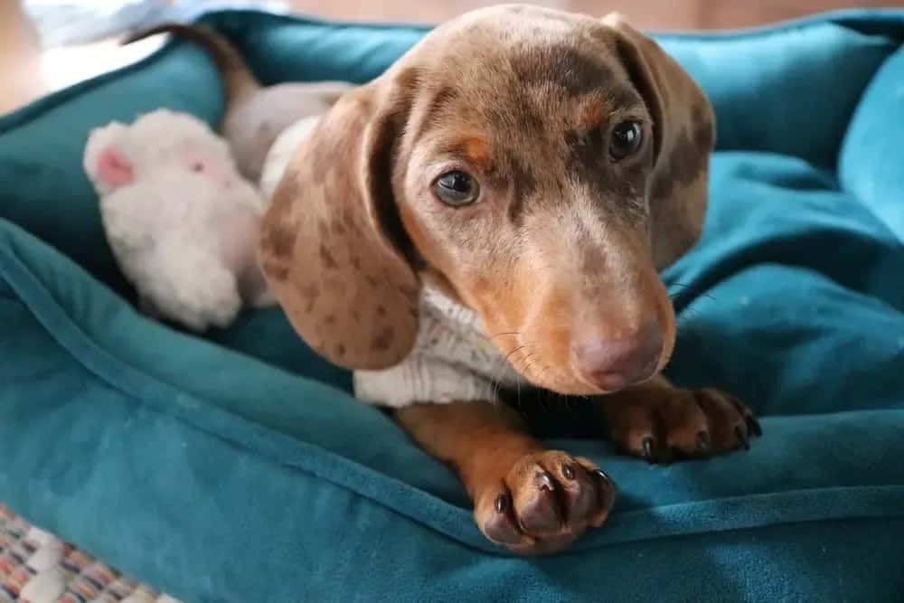 Adorable chocolate dapple dachshund puppy resting on a teal dog bed with a soft toy