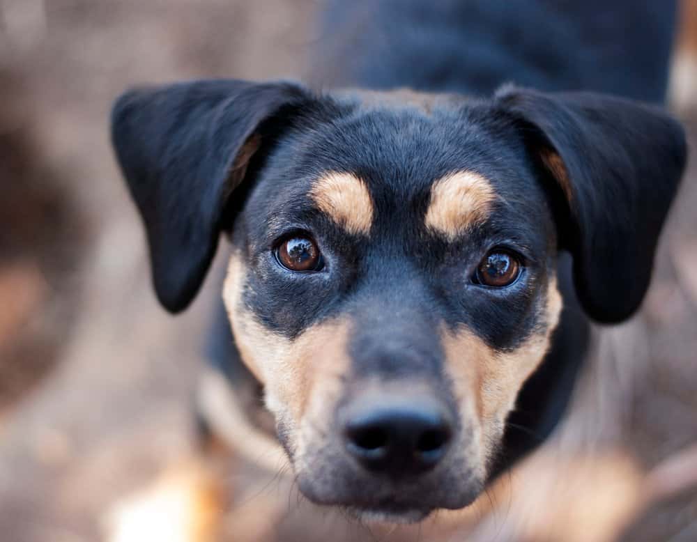 Dachsador Full Grown – close-up of adult Dachsador with black and tan fur and soulful eyes