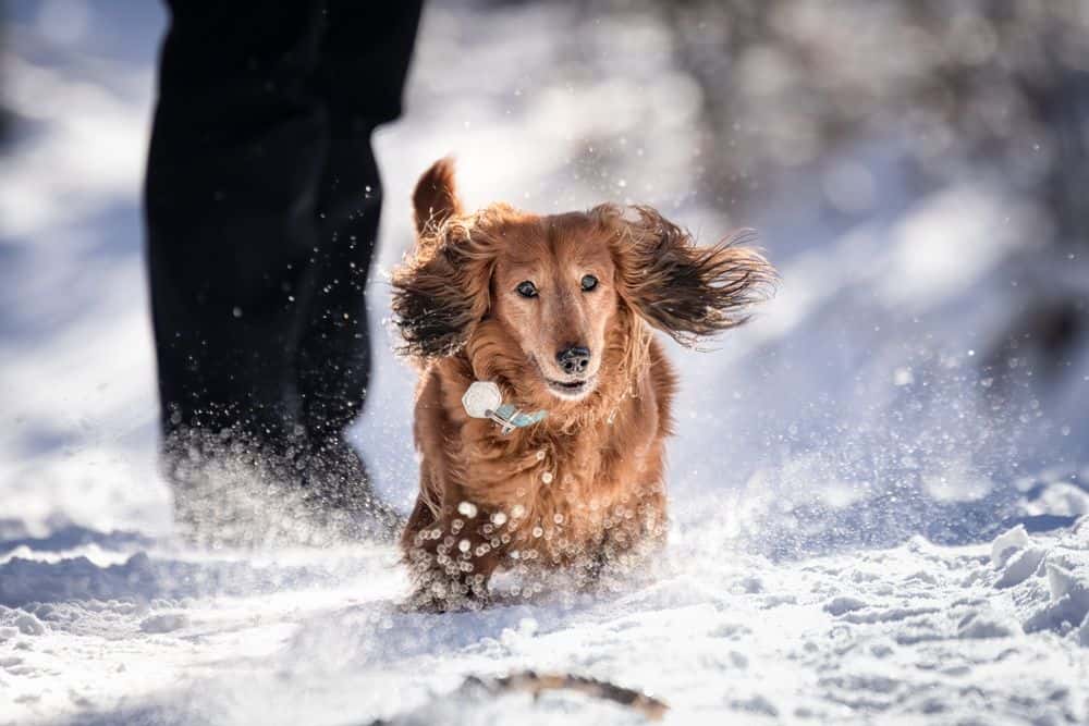 Long-haired Dachshund running through fresh snow with flapping ears and joyful expression