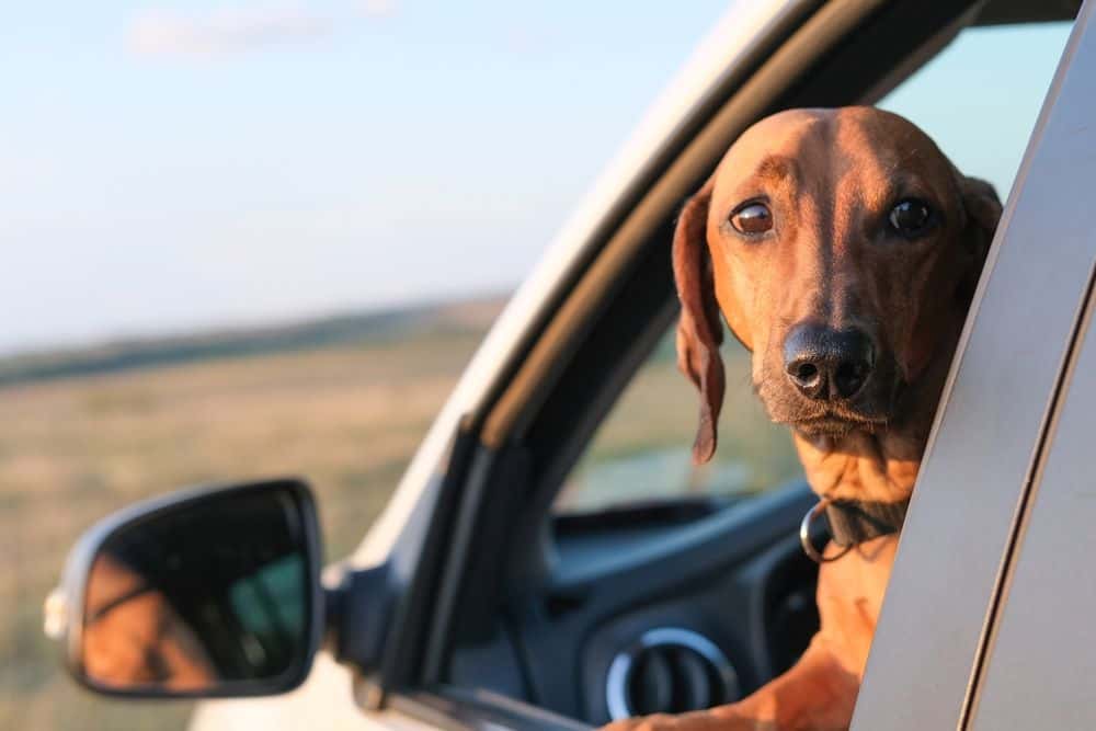 Dachshund Road Trip – brown Dachshund looking out car window during countryside drive