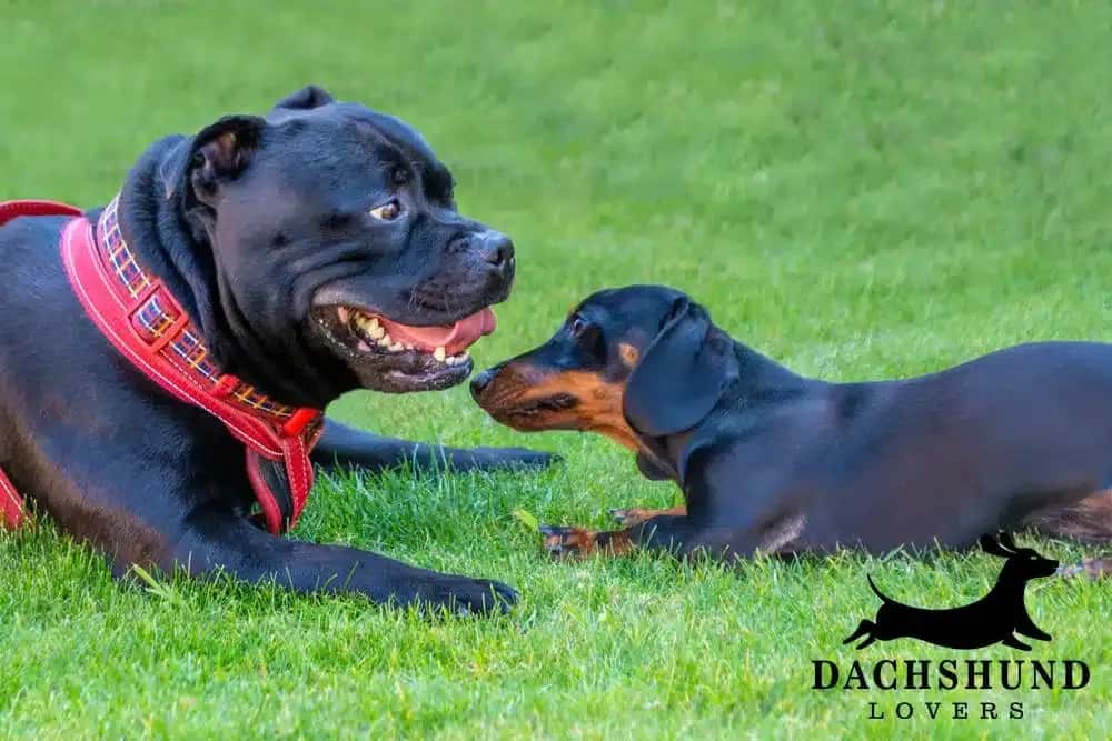 A dachshund lying on the grass socializing with a larger black dog, promoting healthy.