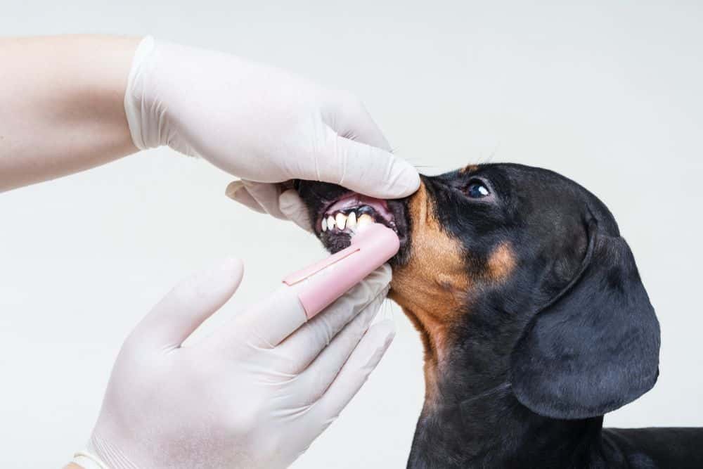 Black and tan Dachshund having its teeth cleaned with toothbrush by vet wearing gloves