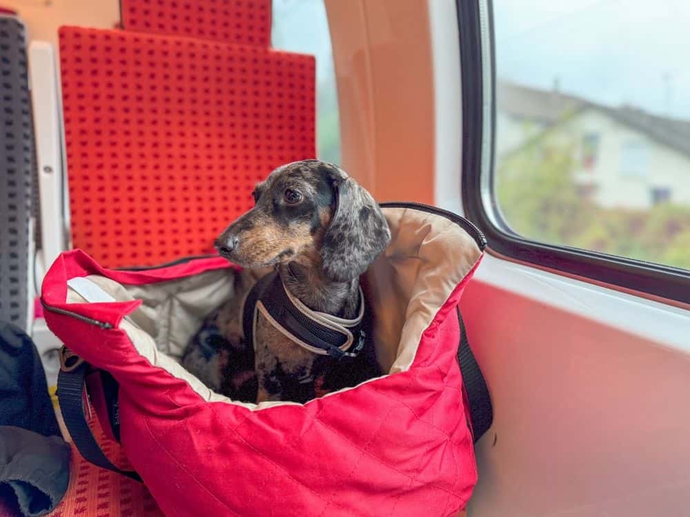 Dachshund Travel Carrier – dapple Dachshund sitting comfortably in a red travel carrier bag