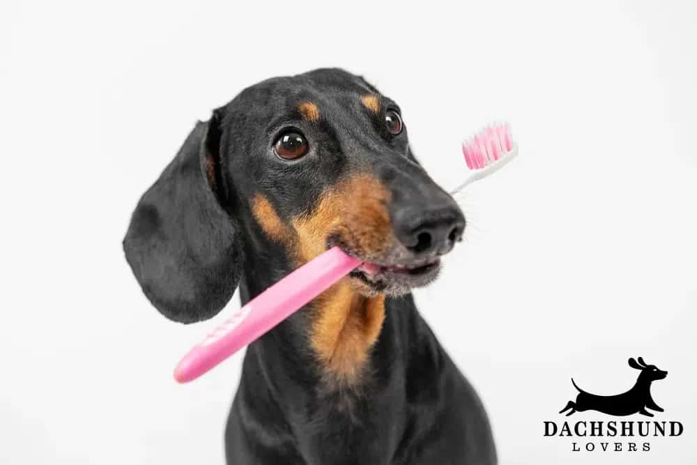 Dachshund holding a pink toothbrush in mouth to highlight dental care and bad breath prevention