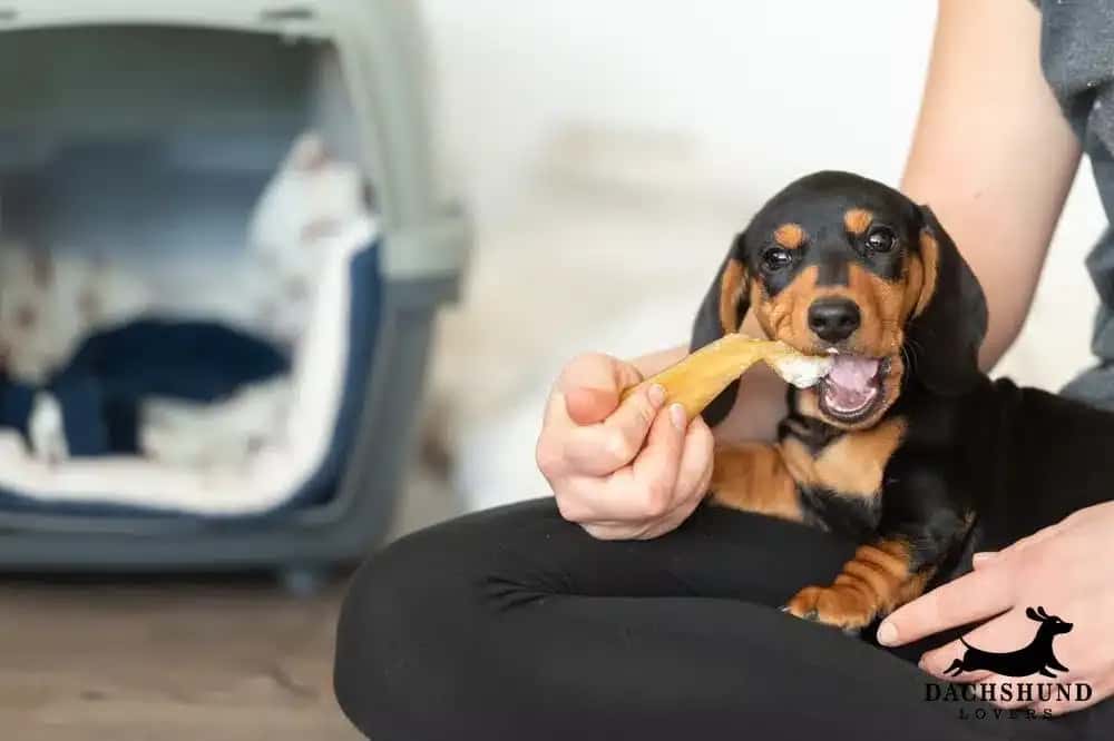 A dachshund puppy happily chews on a bone while sitting on a person's lap. A cozy pet carrier