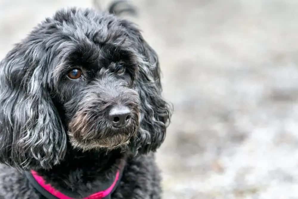 Adorable Doxiepoo dog with curly black coat sitting outdoors – Dachshund Lovers