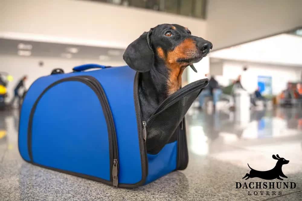 Black and tan dachshund in a blue travel carrier bag at the airport. flying with a dachshund