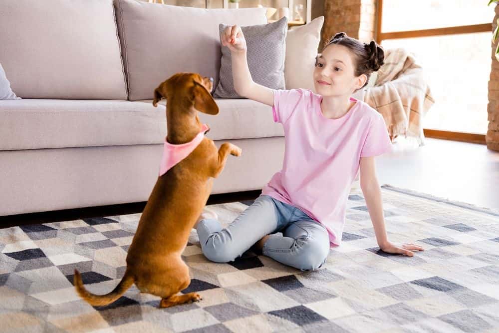 How to Train a Dachshund to Lay Down brown smooth-haired Dachshund sitting on leather bench