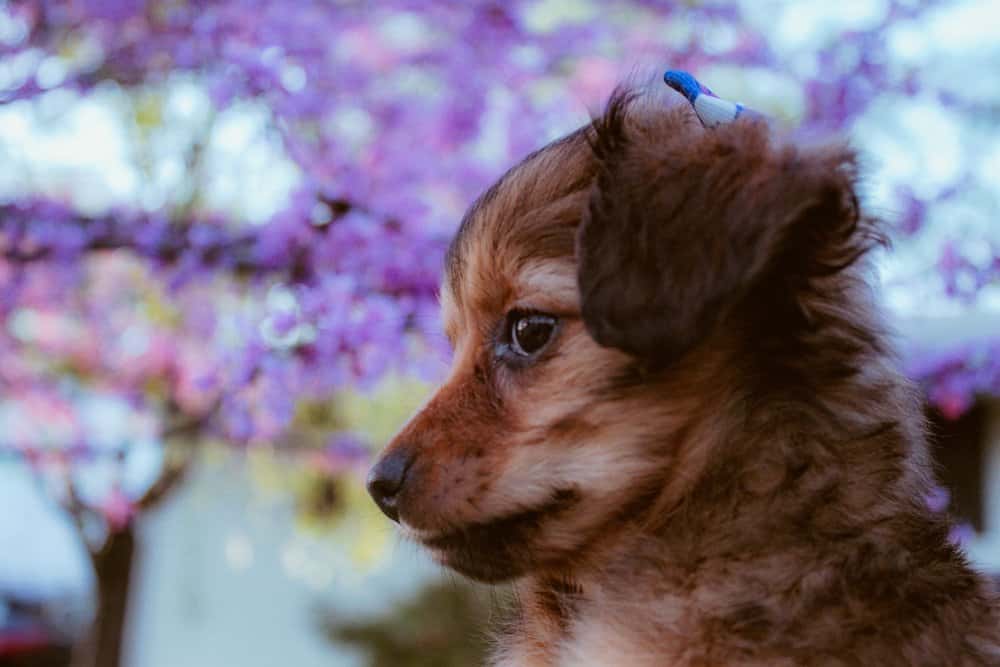 Long-Haired Chiweenie puppy sitting outdoors with a blue bow and purple blossoms