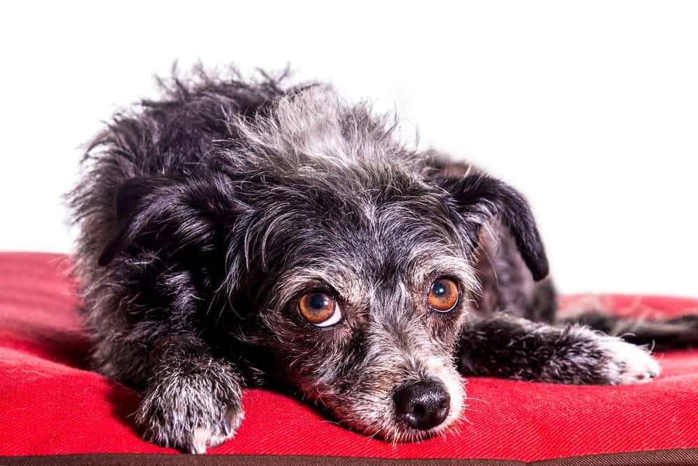 Long Haired Dorkie – Yorkshire Terrier Dachshund Mix lying on red cushion – Dachshund Lovers