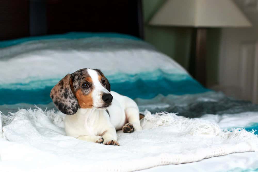 Piebald Dachshund puppy resting on bed β Dachshund Lovers