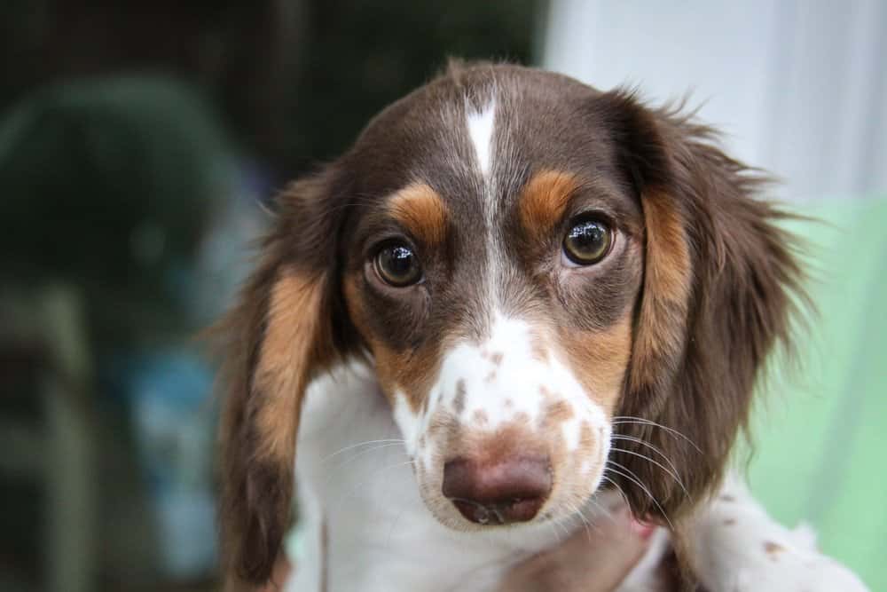 Piebald Dapple Dachshund with long hair and brown-white coat β Dachshund Lovers