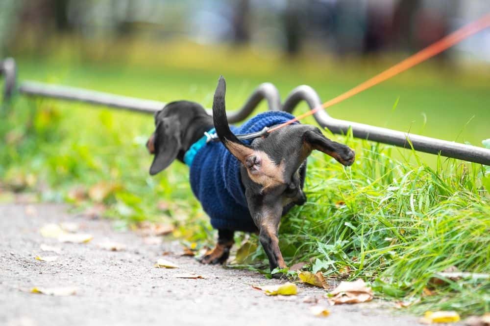 Potty Train Mini Dachshund – black and tan miniature Dachshund wearing blue sweater