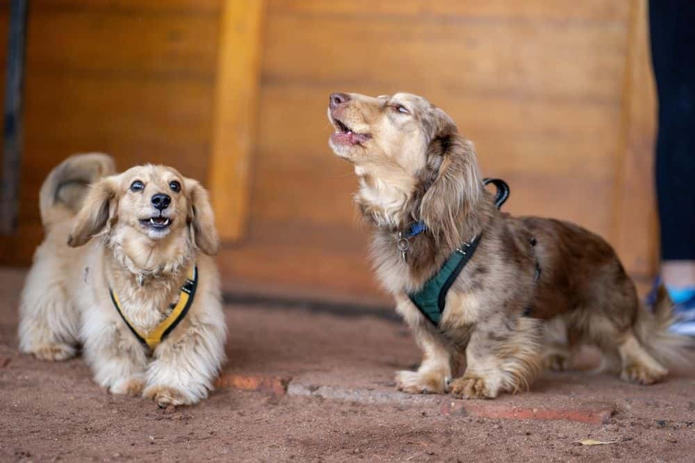  two long-haired Dachshunds barking and socialising indoors wearing harnesses 