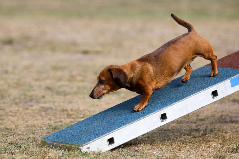 Sable Dachshund walking down an agility ramp in a grassy field β Dachshund Lovers