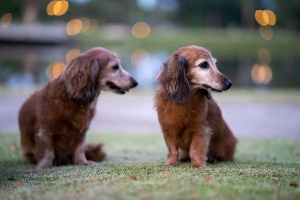 Sable Long-Haired Dachshunds sitting on grass at sunset in a peaceful park β Dachshund Lovers