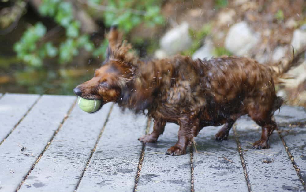 long-haired Dachshund shaking off water after swimming with tennis ball in mouth 