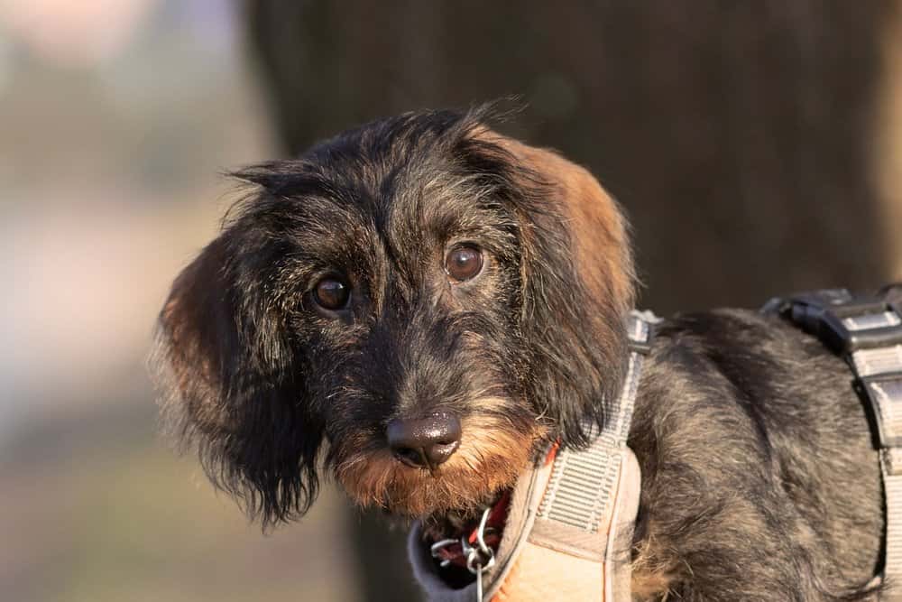 Wirehaired Dachshund puppy with coarse fur wearing harness β Dachshund Lovers