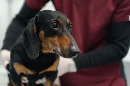 Black and tan Dachshund being examined by veterinarian for hip joint discomfort
