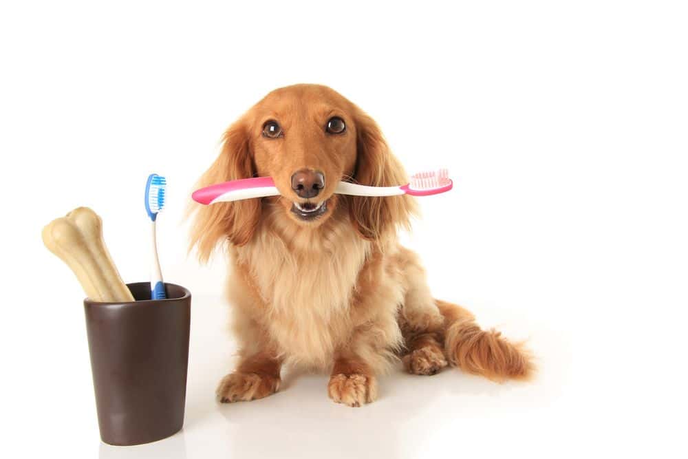 Long-haired Dachshund holding toothbrush in mouth beside dental cup and chew bone